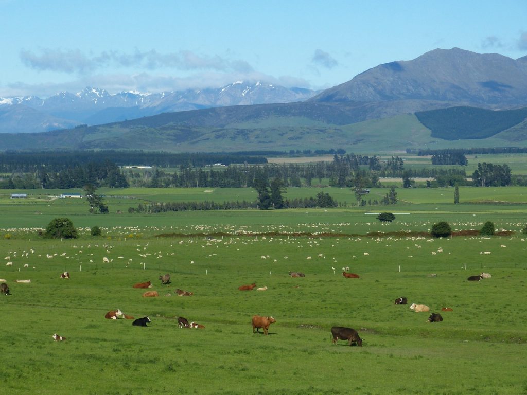 new zealand, landscape, agriculture, mountains, meadow, pasture, nature, cows, cattle, sheep, animal, wool