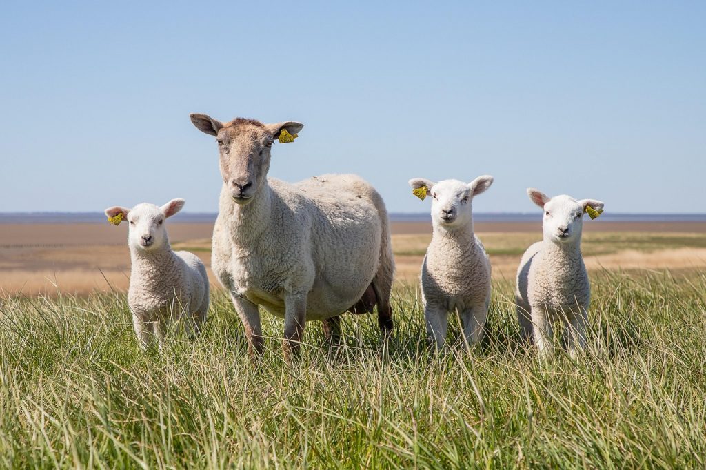 sheep, lamb, the wadden sea, national park, west coast, dyke, marsh, pets, wool, grass, nature, sheep, sheep, sheep, sheep, sheep